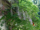 Wisteria Sinensis